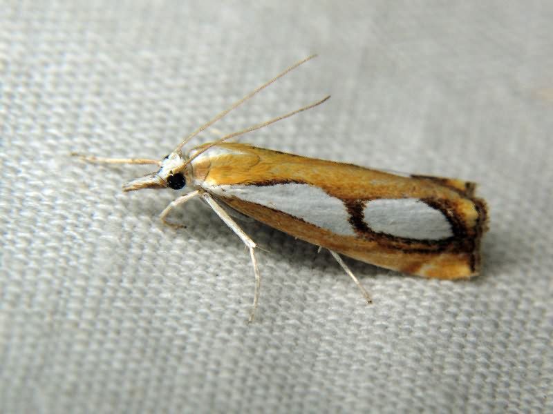 Catoptria pinella (Linnaeus, 1758)